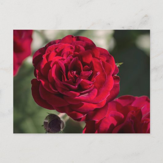 Postcardrozen - Fluwelen Glans Briefkaart (Voorkant)