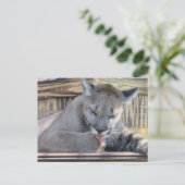 Postcrossing - 11 maanden oude Cougar Cub Pic Briefkaart (Staand voorkant)