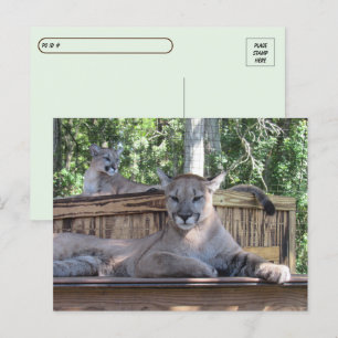 Postcrossing - 11 maanden oude Cougar Cubs Pic Briefkaart