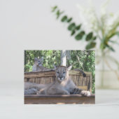Postcrossing - 11 maanden oude Cougar Cubs Pic Briefkaart (Staand voorkant)