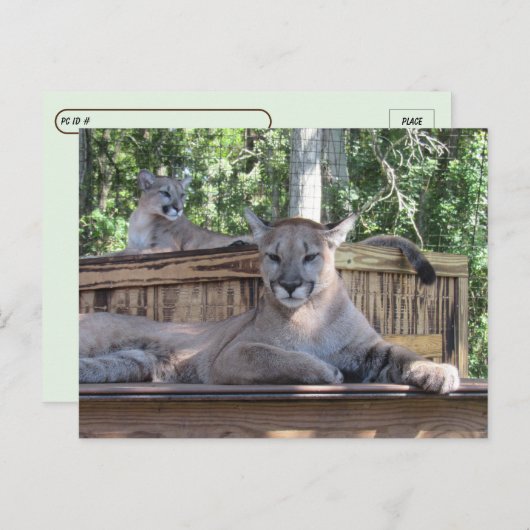 Postcrossing - 11 maanden oude Cougar Cubs Pic Briefkaart (Voorkant / Achterkant)
