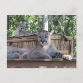 Postcrossing - 11 maanden oude Cougar Cubs Pic Briefkaart (Voorkant)