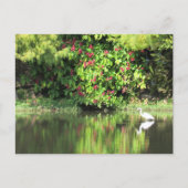 Postcrossing:  A Great Egret Fishing in the Swamp Feestdagenkaart (Voorkant)