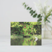 Postcrossing:  A Great Egret Fishing in the Swamp Feestdagenkaart (Staand voorkant)