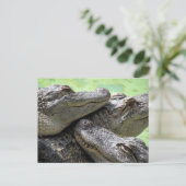 Postcrossing - Alligator Party Briefkaart (Staand voorkant)