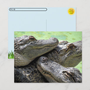 Postcrossing - Alligator Party Briefkaart