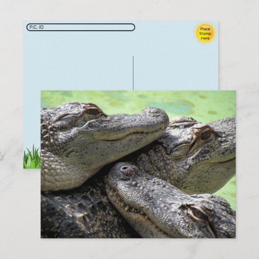 Postcrossing - Alligator Party Briefkaart (Voorkant / Achterkant)