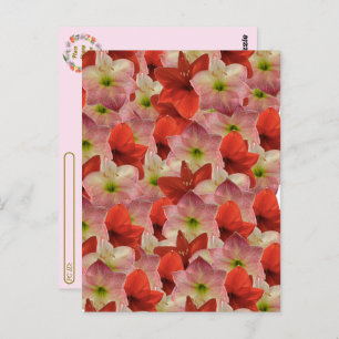 Postcrossing - Amaryllis Floral Briefkaart