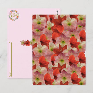 Postcrossing - Amaryllis Floral Briefkaart