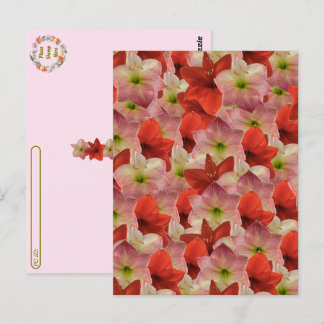 Postcrossing - Amaryllis Floral Briefkaart