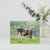 Postcrossing - Amerikaans geschilderd paard in een Briefkaart (Staand voorkant)
