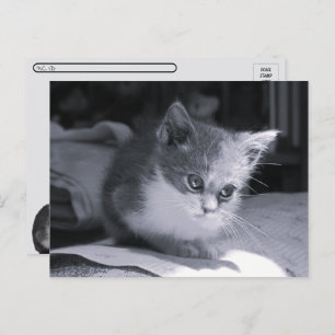 Postcrossing - Bob in Thought - Zwart-wit kat Briefkaart