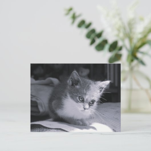 Postcrossing - Bob in Thought - Zwart-wit kat Briefkaart (Staand voorkant)