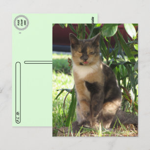 Postcrossing - Callie Muffin de Gekke zwerfkat Briefkaart