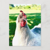 Postcrossing Chicken Postcard - Farm Life Series Briefkaart (Voorkant)