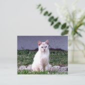 Postcrossing - De Siamese Zwerfster - Cat Briefkaa Briefkaart (Staand voorkant)