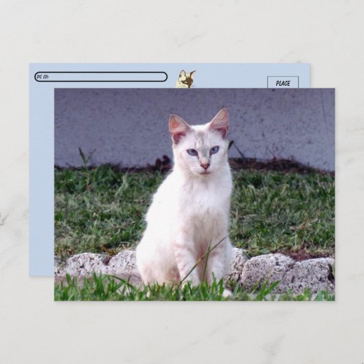 Postcrossing - De Siamese Zwerfster - Cat Briefkaa Briefkaart (Voorkant / Achterkant)