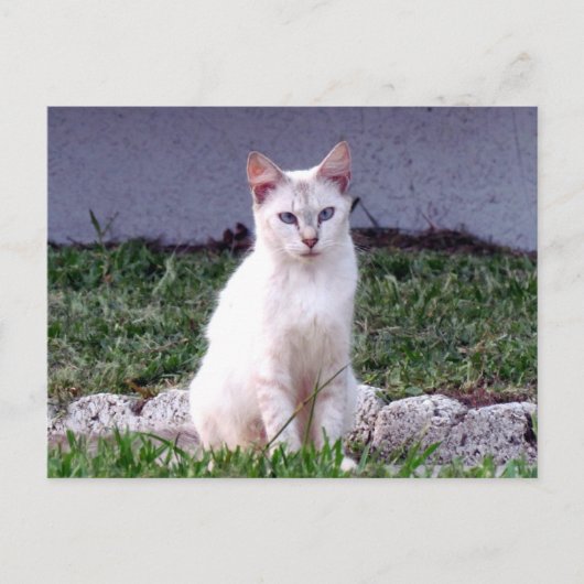 Postcrossing - De Siamese Zwerfster - Cat Briefkaa Briefkaart (Voorkant)
