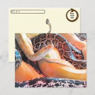 Postcrossing - Den of Snakes Briefkaart