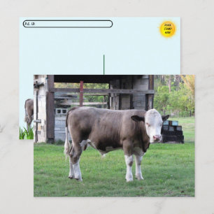 Postcrossing - Deze Stier Doet Zakelijke Dingen An Briefkaart