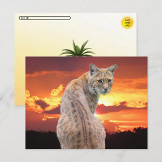 Postcrossing - Florida Bobcat met prachtige zonson Briefkaart