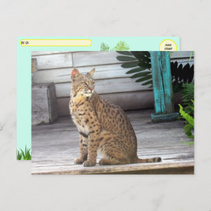 Postcrossing - Foto van een bobcat in Florida Briefkaart