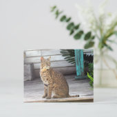 Postcrossing - Foto van een bobcat in Florida Briefkaart (Staand voorkant)