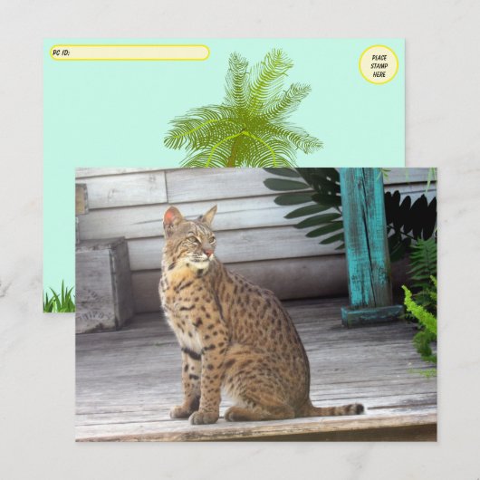 Postcrossing - Foto van een bobcat in Florida Briefkaart (Voorkant / Achterkant)