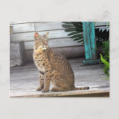 Postcrossing - Foto van een bobcat in Florida Briefkaart (Voorkant)