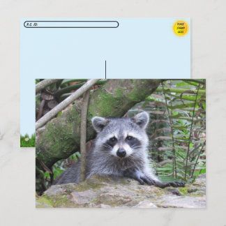 Postcrossing foto van een schattige baby wasbeer briefkaart
