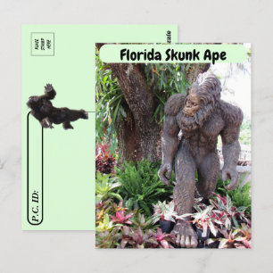 Postcrossing - Foto van Florida Skunk Ape Briefkaart