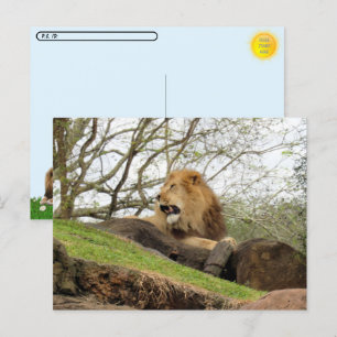 Postcrossing - Foto van Lion Roaring Briefkaart