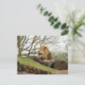 Postcrossing - Foto van Lion Roaring Briefkaart (Staand voorkant)