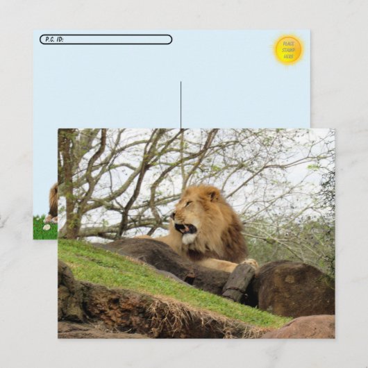 Postcrossing - Foto van Lion Roaring Briefkaart (Voorkant / Achterkant)