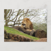 Postcrossing - Foto van Lion Roaring Briefkaart (Voorkant)