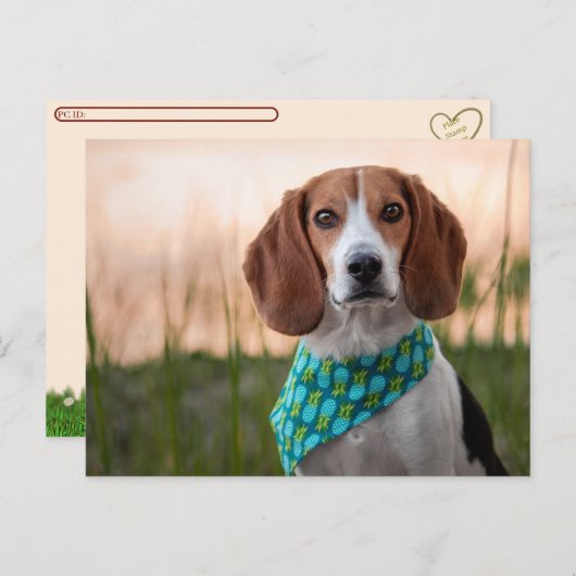 Postcrossing - Foxhound Postcard Feestdagenkaart (Voorkant / Achterkant)