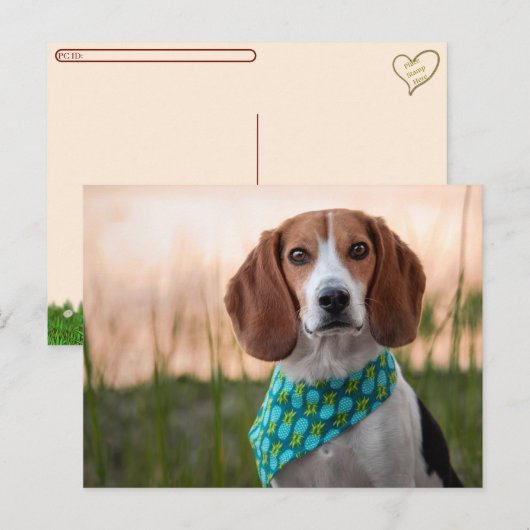Postcrossing - Foxhound Postkaart Feestdagenkaart (Voorkant / Achterkant)