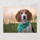 Postcrossing - Foxhound Postkaart Feestdagenkaart (Voorkant)