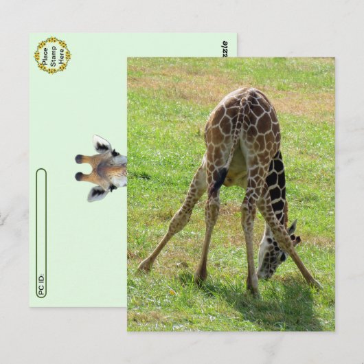 Postcrossing Funny Giraffe Butt Briefkaart (Voorkant / Achterkant)