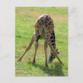 Postcrossing Funny Giraffe Butt Briefkaart (Voorkant)
