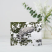 Postcrossing - Gator Reflecties in het moeras Briefkaart (Staand voorkant)