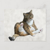 Postcrossing - Gekke kattenpose - Annie's Briefkaa Briefkaart (Voorkant)