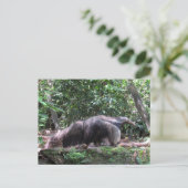 Postcrossing Giant Anteater Briefkaart (Staand voorkant)