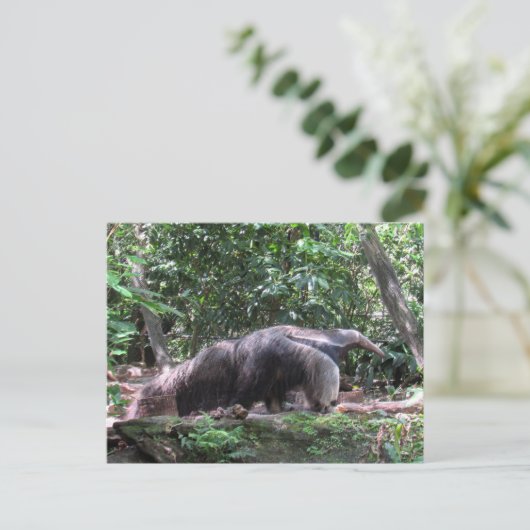 Postcrossing Giant Anteater Briefkaart (Staand voorkant)