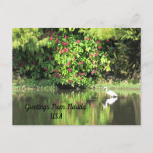 Postcrossing - Groeten uit - Egret Landschap Feestdagenkaart