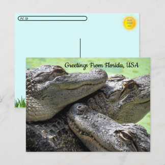 Postcrossing - Groeten uit Florida Alligator Briefkaart