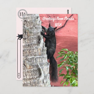 Postcrossing Groeten van ... Zwarte eekhoorn Briefkaart