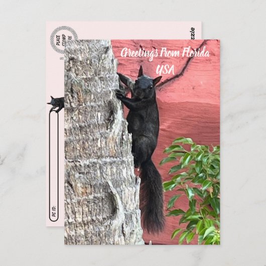 Postcrossing Groeten van ... Zwarte eekhoorn Briefkaart (Voorkant / Achterkant)