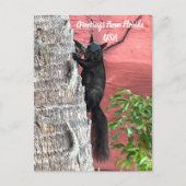 Postcrossing Groeten van ... Zwarte eekhoorn Briefkaart (Voorkant)