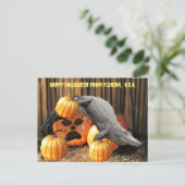 Postcrossing - Halloween pompoenen en gator Briefkaart (Staand voorkant)